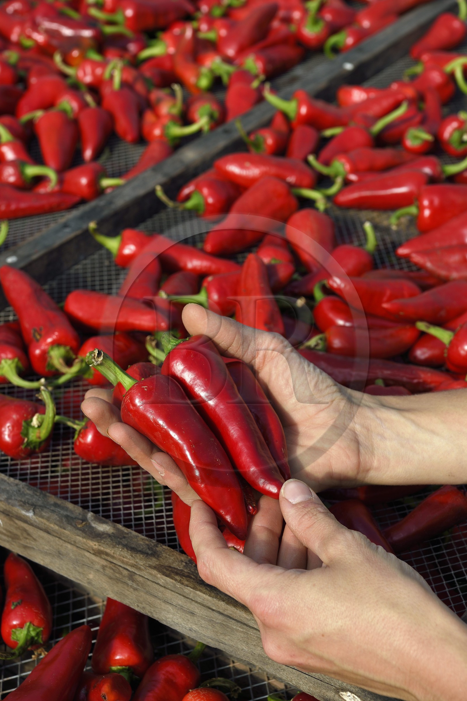 France, Pyrénées-Atlantiques (64), Pays-Basque, Espelette, dans le séchoir à piments de Virginie Curutchet, productrice de piments d'Espelette AOP