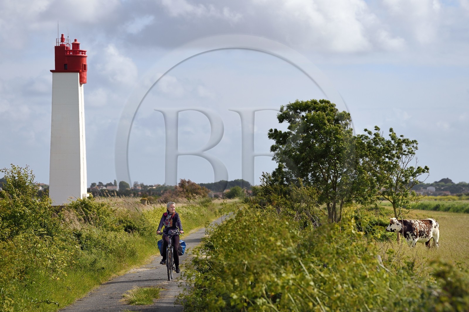France, Charente-Maritime (17), Fouras, cycliste faisant la véloroute La Flow Vélo observé par les vaches dans les prés-salés des zones inondables de l'estuaire de la Charente et Feux posterieur d'alignement de Soumard