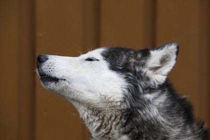 Norvège, Svalbard (Spitzberg), Longyearbyen, le chien de traineau Husky de sibérie