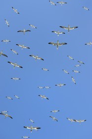 France, Cotes-d'Armor, Perros-Guirec, Sept-Iles Archipelago and bird sanctuary, Rouzic island, northern gannets colony (Morus bassanus), single point of nesting in France for more than 20,000 couples