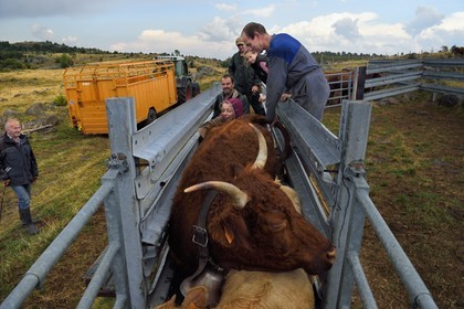 France, Cantal (15), plateau de Chastel-sur-Murat sur le chemin de Saint-Jacques de Compostelle par la Via Arverna, la vétérinaire Sylvie Calmels procède à un diagnostic de gestation sur des vaches Salers dans un corral de contention de l'enclos à bétail