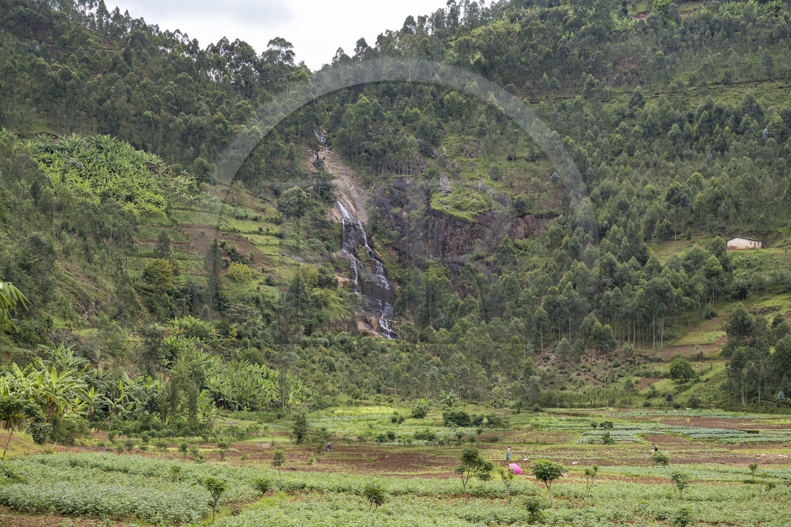 Rwanda, Province du Nord, district de Tare, cascade au nord de Rusiga en bordure de la Route Nationale 4