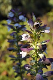 France, Var (83), Rayol-Canadel-sur-Mer, Domaine du Rayol, propriété du conservatoire du littoral mention obligatoire, le jardin des Méditerranées conçu par le paysagiste Gilles Clément, Acanthes