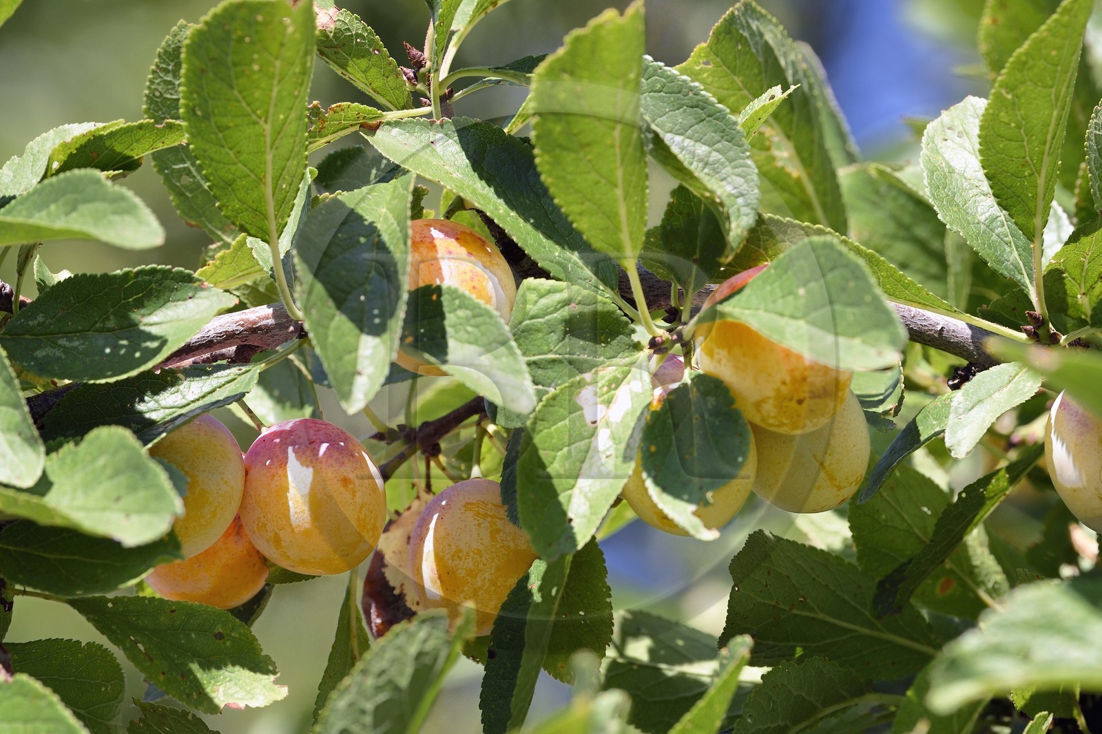 France, mirabelle plum tree , mirabelle plum