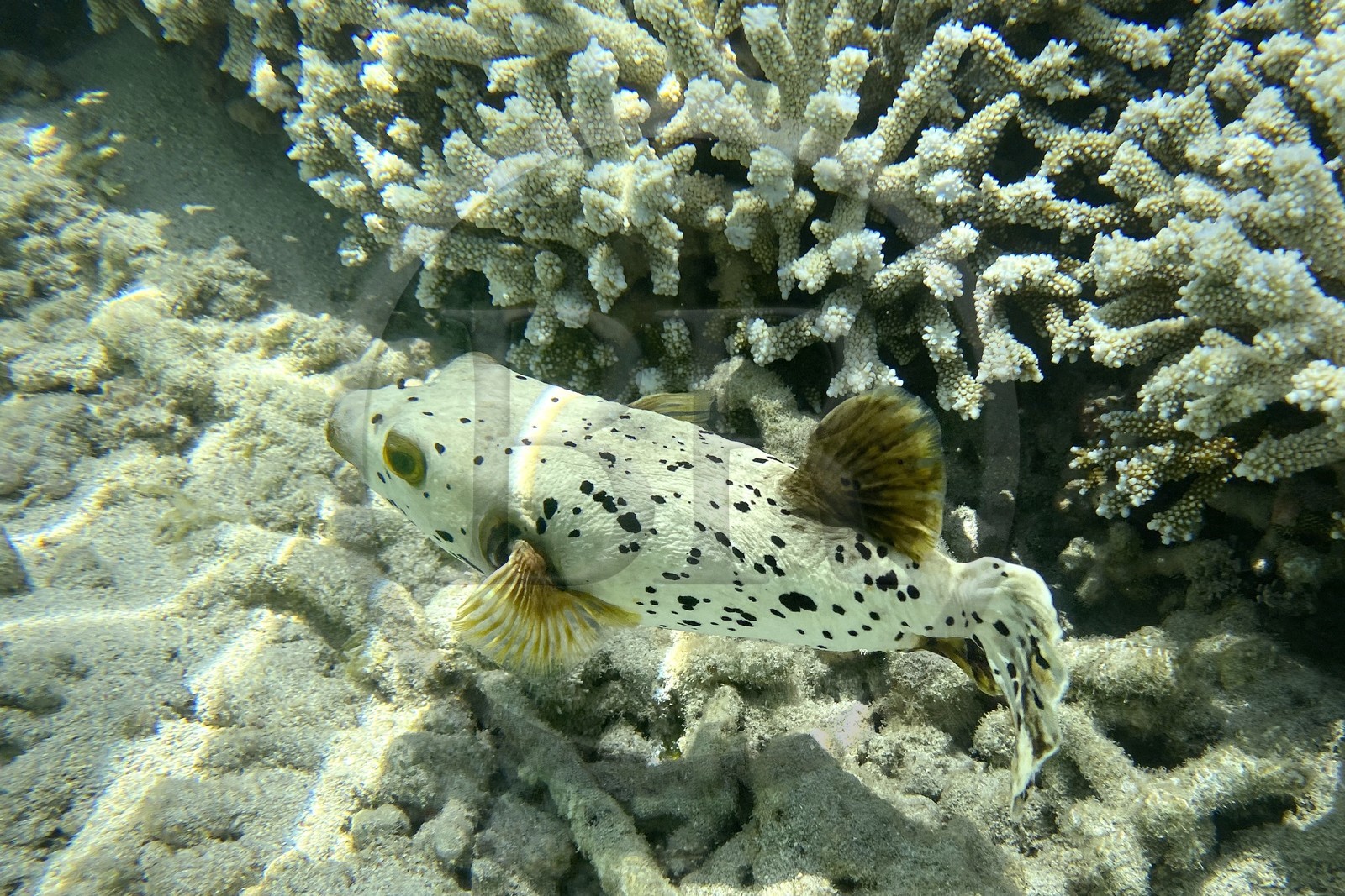 France, Ile de la Reunion, Côte Ouest, Saint-Gilles-Les-Bains (commune de Saint-Paul), poisson dans le récif corallien du lagon de l'Ermitage et de La Saline-Les-Bains (vue sous-marine)