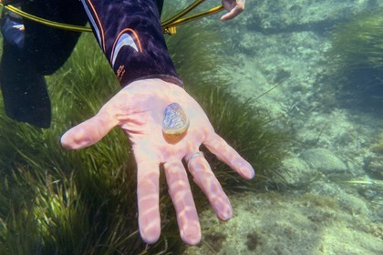 France, Var, Le Rayol Canadel sur Mer, Domaine du Rayol, Jardin des Mediterranees, Conservatoire du Littoral Estate compulsory mention, pearly shell on the marine path