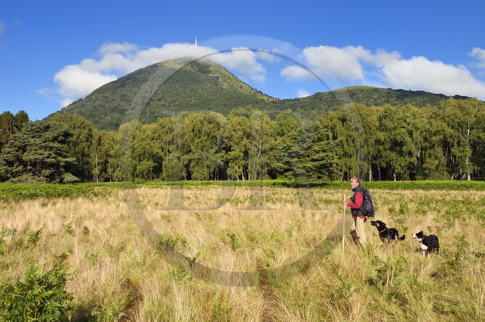 France, Puy-de-Dôme (63), Parc Naturel Régional des Volcans d'Auvergne, Chaine des Puys classée Patrimoine Mondial de l’UNESCO, la bergère Ostiane Vuillermoz avec ses chiens au pied du volcan Puy de Dôme