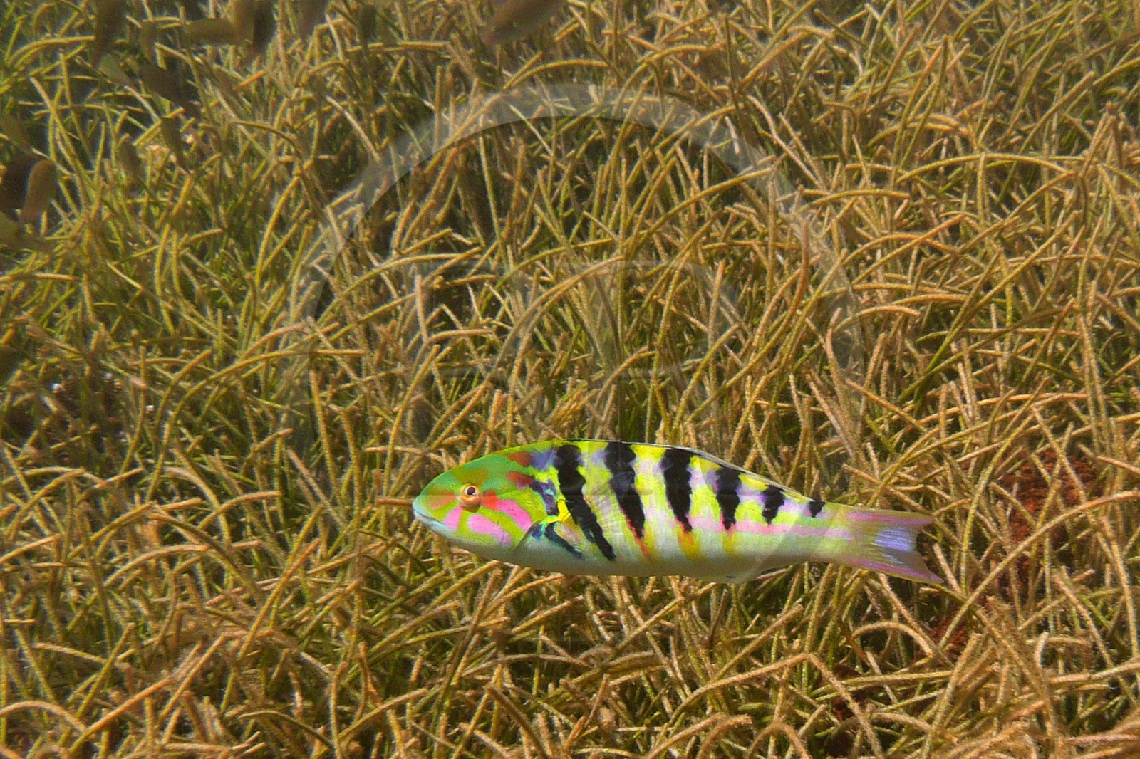 France, île de la Réunion, le récif corallien du lagon de la plage de Saint-Gilles et de l'Ermitage (vue sous-marine)