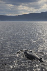 Canada, Quebec Province, Manicouagan, Tadoussac, humpback whale in the Gulf of Saint Lawrence