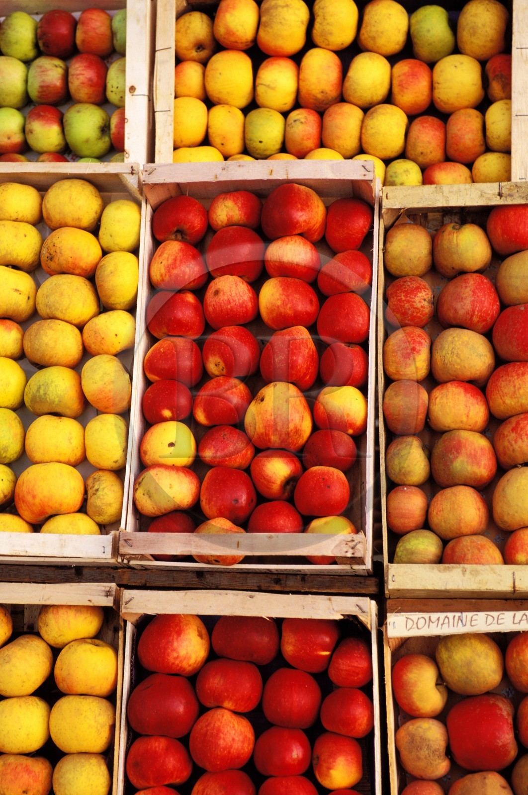 France, Eure (27), Saint-Opportune-la-Mare, cageot de pommes