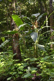 Panama, province de Chiriqui, Parc national marin du Golfe de Chiriqui, Isla Palenque, Heliconia (ou Balisier) dans la forêt tropicale