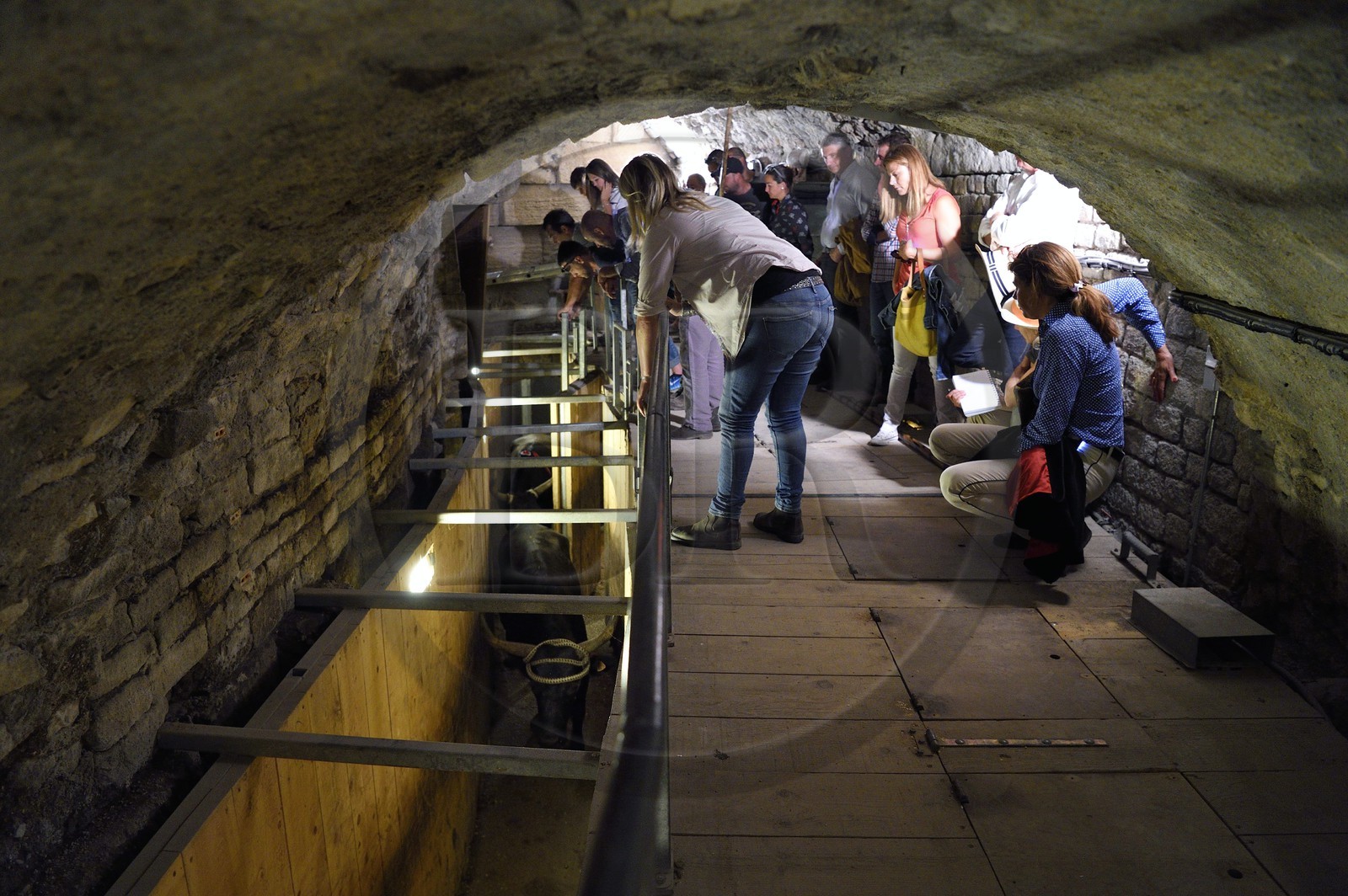 France, Bouches du Rhone, Arles, the Arenas, Roman Amphitheatre 80-90 AD, Historical monument, listed as World Heritage by UNESCO, arrival of the bulls in the toril located under the stands
