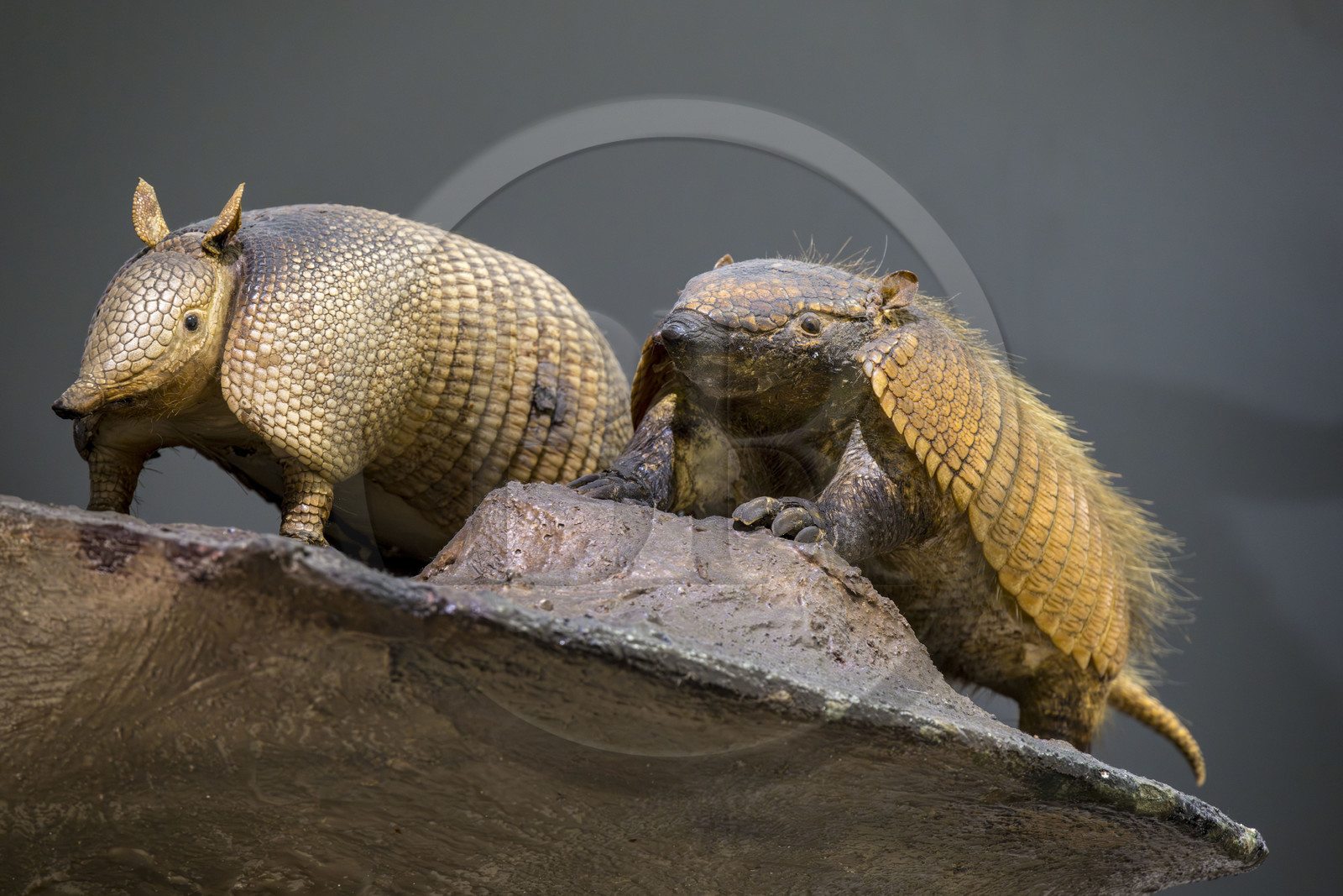Portugal, Lisbon, National Museum of Natural History and Science (Museu Nacional de Historia Natural e da Ciencia), nine-banded armadillo or common armadillo (Dasypus novemcinctus)