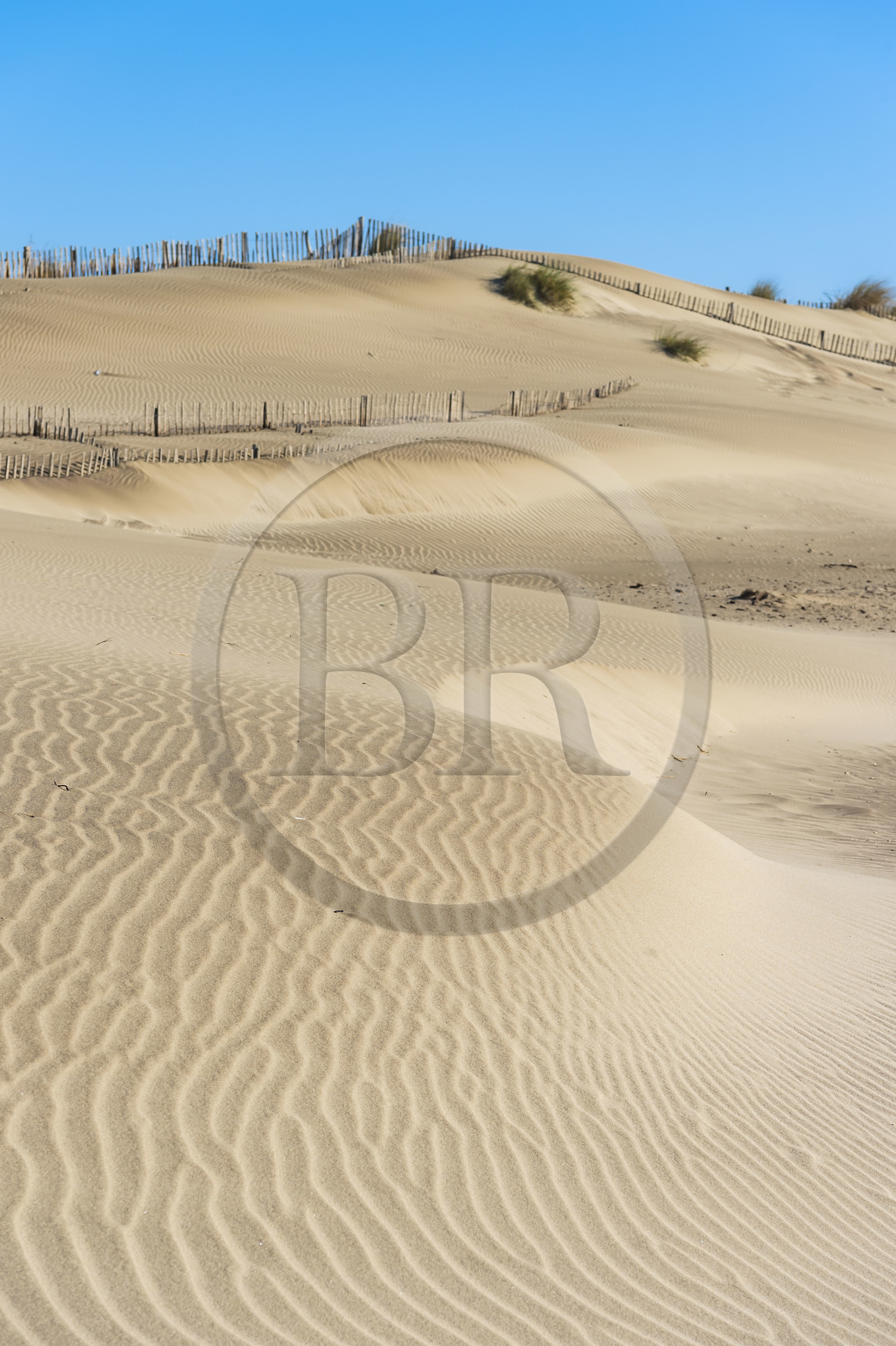 France, Gard, Camargue dune massif of the Pointe de l'Espiguette by the sea