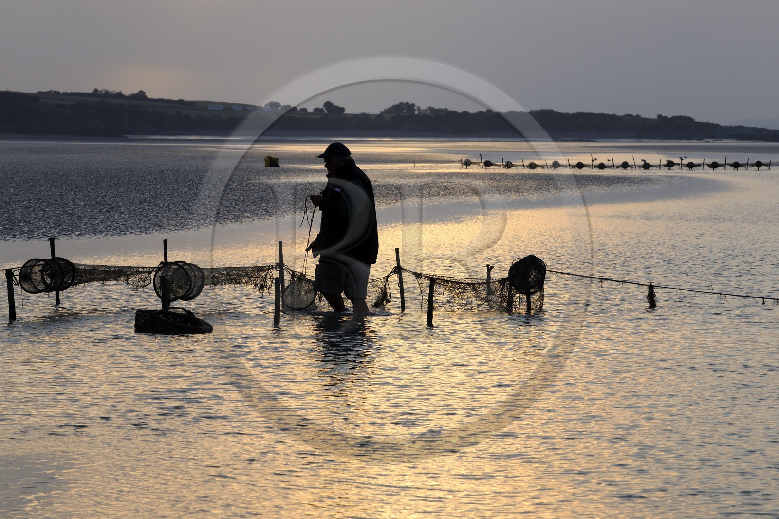 France, Manche (50), Baie du Mont-Saint-Michel, le pêcheur de grève Guy Jugan relevant ses filets de crevettes grises à l'aube