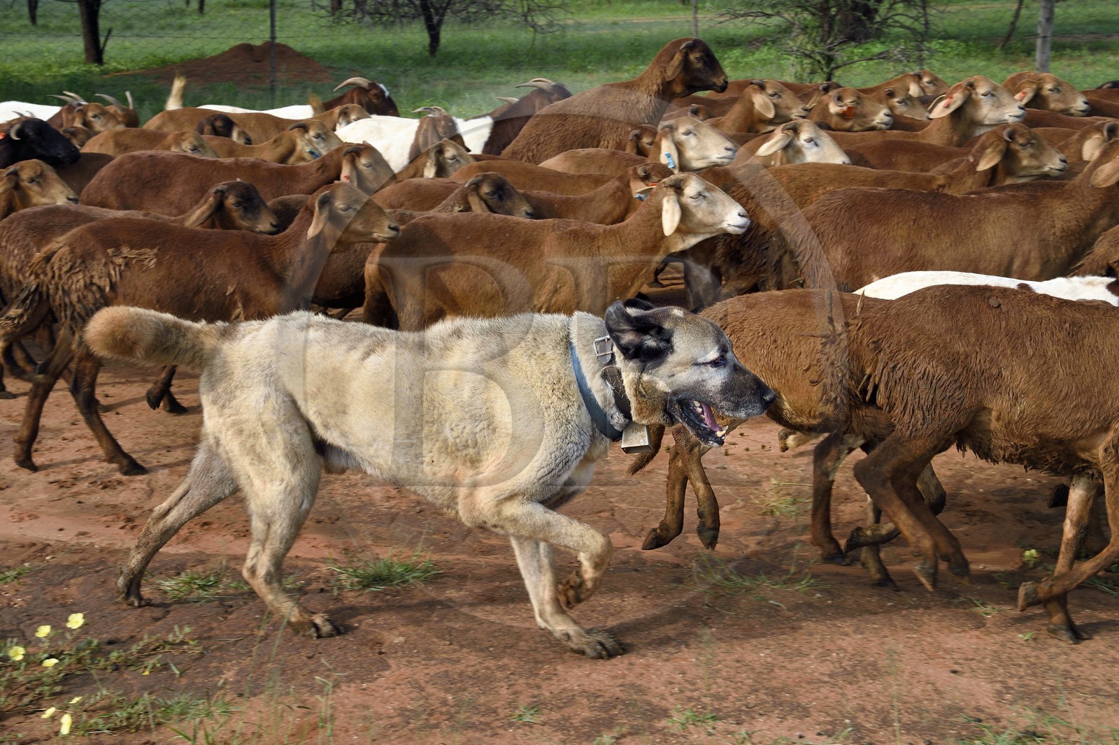 Namibia, Otjiwarongo, Cheetah Conservation Fund, research and education centre, CCF’s Livestock Guarding Dog Program has been highly effective at reducing predation rates and thereby reducing the inclination by farmers to trap or shoot cheetahs, Anatolian shepherd Kangal dog watching a herd of Boer goats and Damara sheep