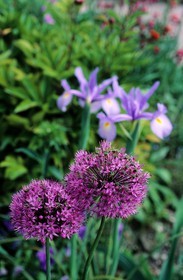France, Eure (27), Giverny, jardin de Claude Monet, fleur d'ail et iris