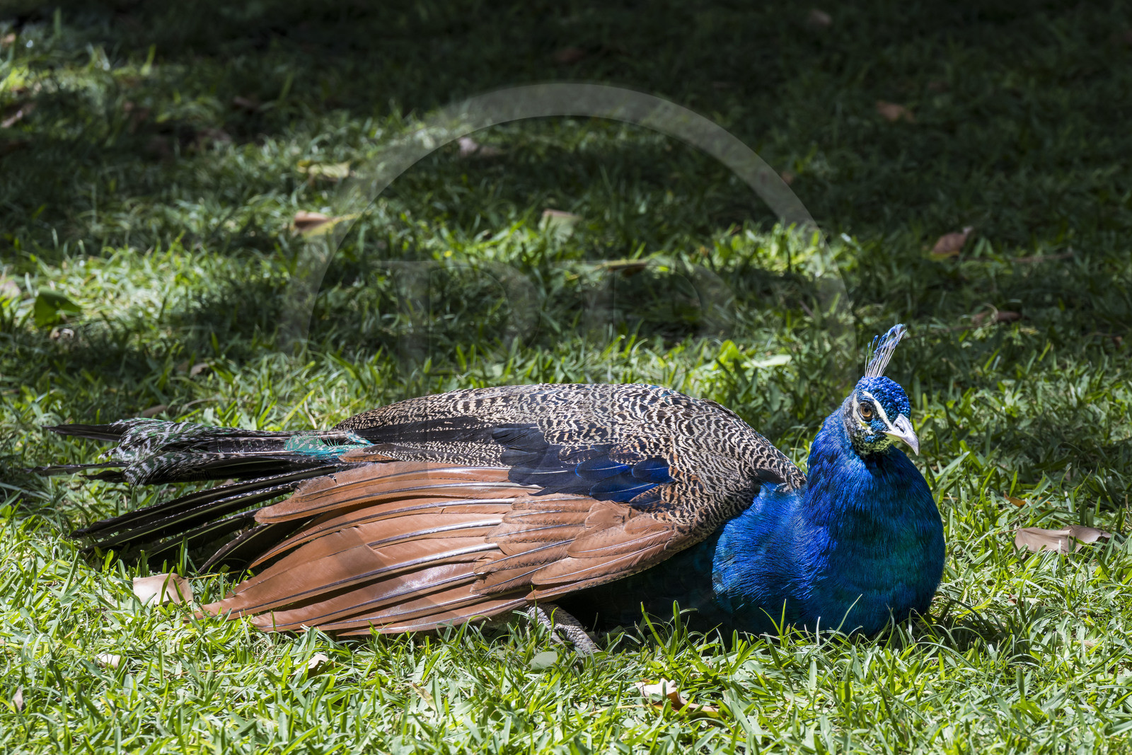 Spain, Andalusia, Seville, the Alcazar of Seville (Reales Alcazares de Sevilla), listed as World Heritage by UNESCO, peacock in the gardens