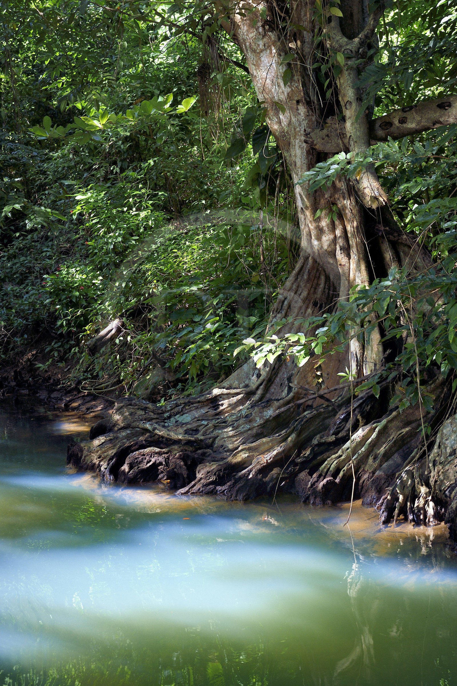 Caribbean, Dominica Island, Portsmouth, the banks of the Indian River, dragon's blood or blood-wood tree (Pterocarpus officinalis)