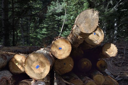 France, Hautes Pyrenees, Saint Lary Soulan, Rioumajou valley, log storage