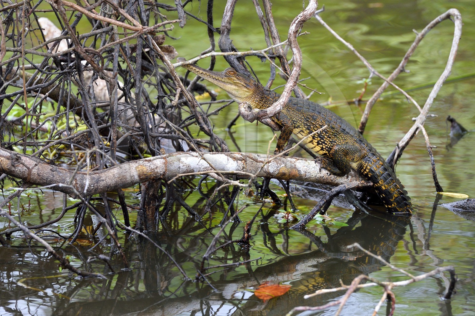 Gabon, province de Ogooué- Maritime, Parc National du Loango, site de Akaka dans la lagune du Fernan Vaz (Nkomi), Faux-gavial d'Afrique ou Crocodile à nuque cuirassée (Mecistops cataphractus)
