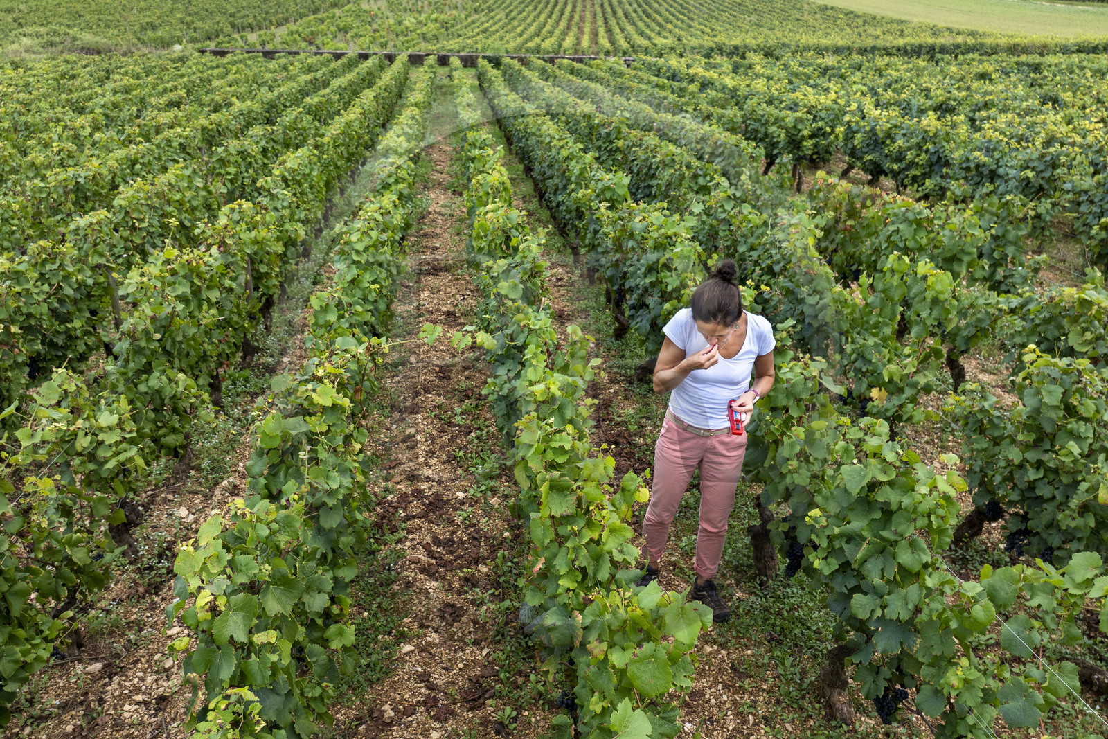 France, Côte-d'Or (21), les climats de Bourgogne classés Patrimoine Mondial de l'UNESCO, Côte de Beaune, Beaune, parcelle Les Grèves plantée en 1er cru de Beaune, la régisseur et vinificatrice des Hospices de Beaune Ludivine Griveau mesure le degré d'alcool du raisin avec son réfracteur, goûte la peau et la pulpe des grains, surveille les grappes et l’apex