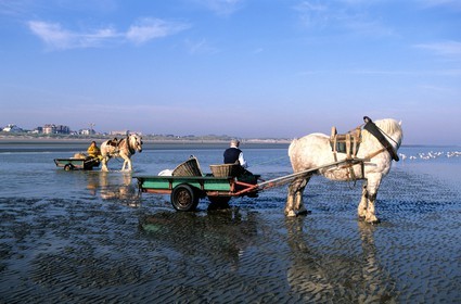 Belgique, Flandre-Occidentale, plage de Oostduinkerke, les pêcheurs de crevettes à cheval tractant leurs chariots sur la plage