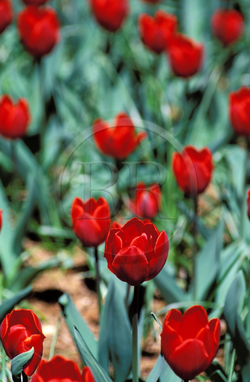 France, fleurs, tulipes rouges