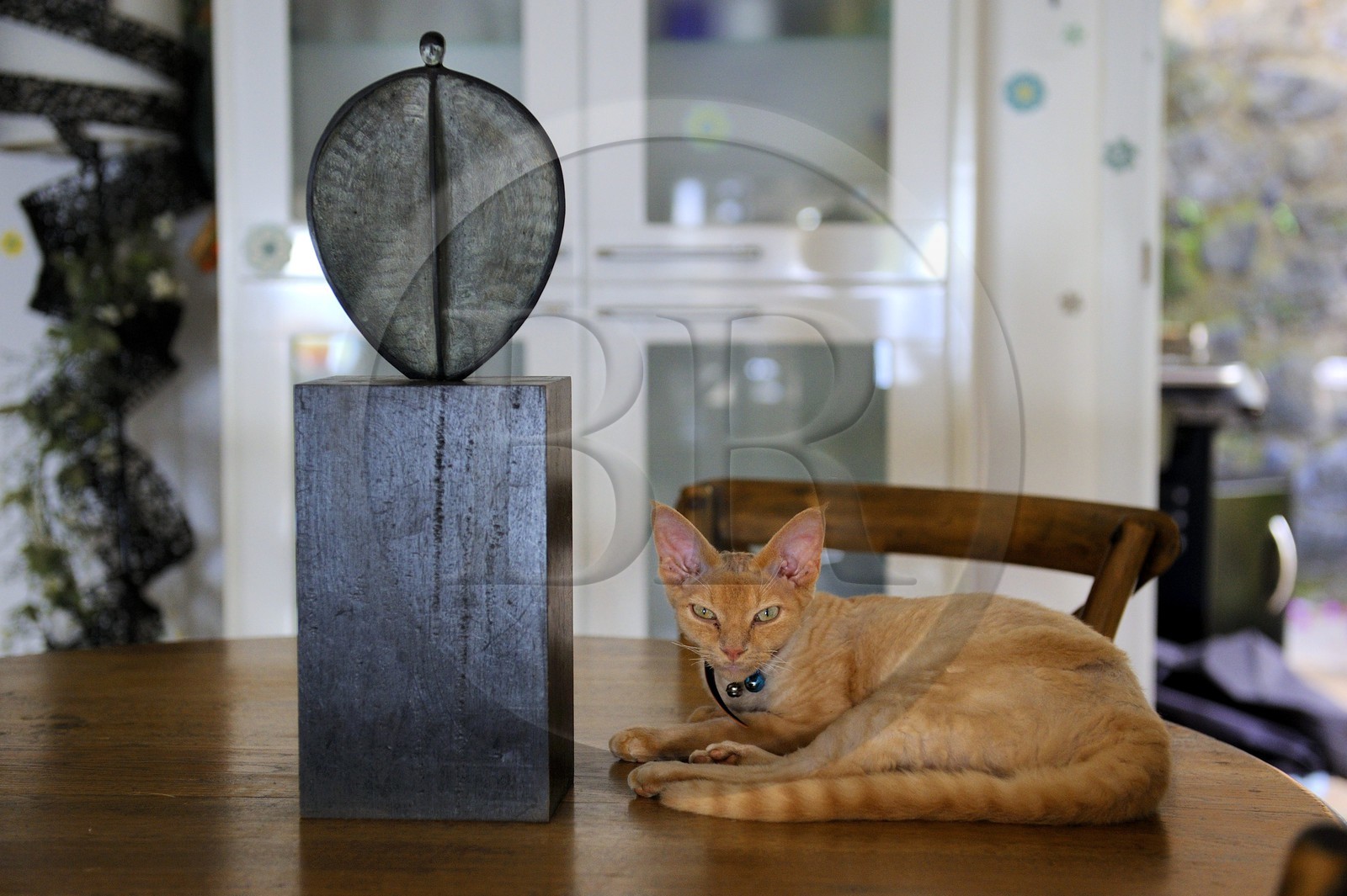 France, Reunion island (French overseas department), Devon Rex cat