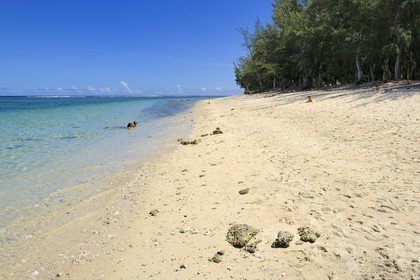 France, île de la Réunion, la Cote Ouest, plage du lagon de Saint-Gilles-Les-Bains à l'Ermitage-les-Bains et filaos