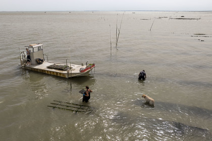 France, Charente Maritime, Oleron island, Dolus d’Oléron, the parks of the Marennes-Oléron basin in the Pertuis d'Antioche, Nadia Quillet and her husband Eric collect bags of crassostrea gigas in their oyster beds during the ebb tide (aerial view)
