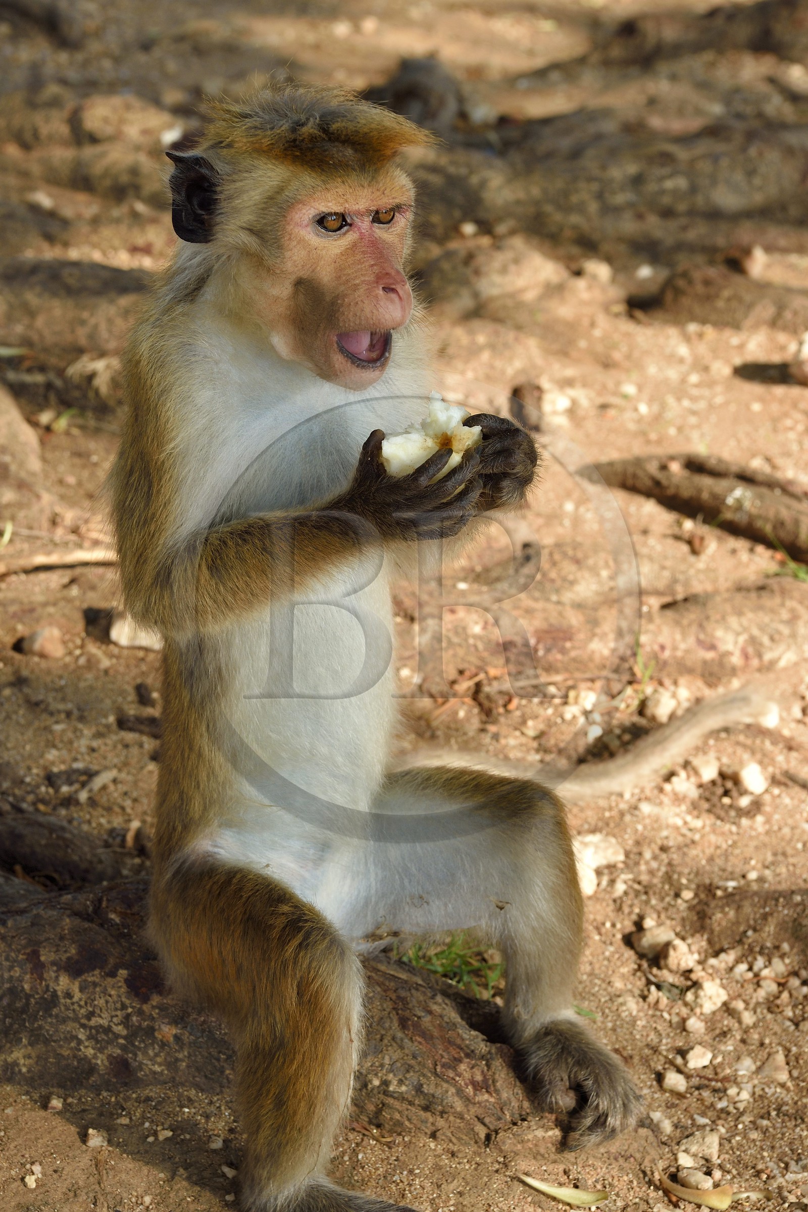 Sri Lanka, province d'Uva, Parc national d'Uda Walawe (Udawalawe National Park), macaque à toque (Macaca sinica) mangeant une pomme
