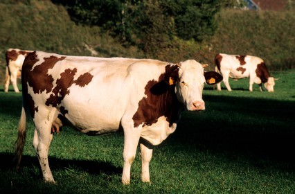 France, Doubs, cows of Monbeliard