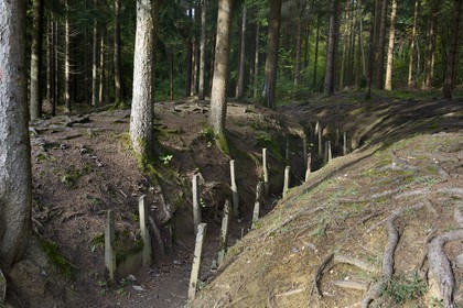 France, Meuse, Douaumont, battle of Verdun, boyau de Londres (London trench) under the Austrian black pine provided as War Damage,  this artery of communication made in 1917 connected Fort Douaumont to the rear lines