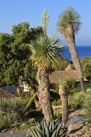 France, Var, Le Rayol Canadel sur Mer, Domaine du Rayol, Conservatoire du Littoral Estate compulsory mention, Jardin des Mediterranees designed by landscaper Gilles Clément, the Arid American Garden