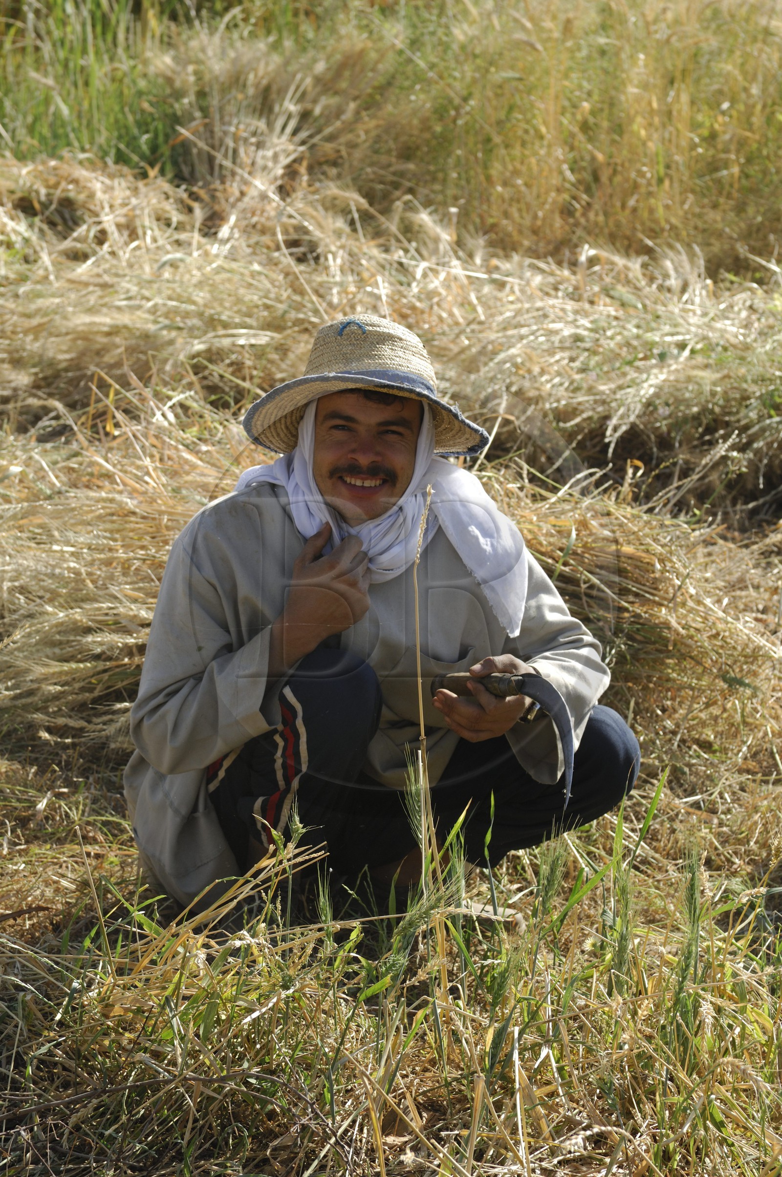 Egypte, désert libyque, oasis de Dakhla, travaux des champs