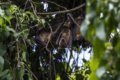 Rwanda, Province de l’Ouest, Karongi (anciennement nommée Kibuye), lac Kivu, Ile Napoléon ou Tembabagoyi, Roussette paillée africaine ou Roussette des palmiers africaine ou Roussette jaune (Eidolon helvum)