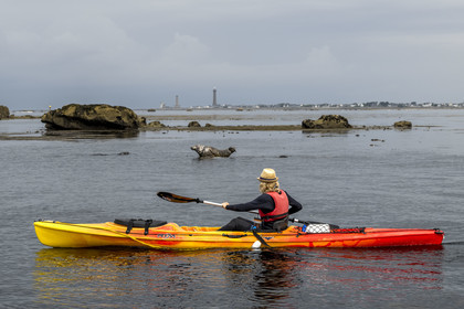 France, Finistère (29), Penmarch, archipel des Étocs, sortie en kayak du Centre nautique du Guilvinec à la découverte du phoque gris (halichoerus grypus) dans les rochers à marée basse, le phare d'Eckmuhl sur la Pointe de Penmarch en arrière plan