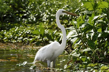 Nicaragua, Ile d'Ometepe réserve mondiale de Biosphère sur le lac Nicaragua, marais le long du Rio Istian, Grande Aigrette (Ardea alba)