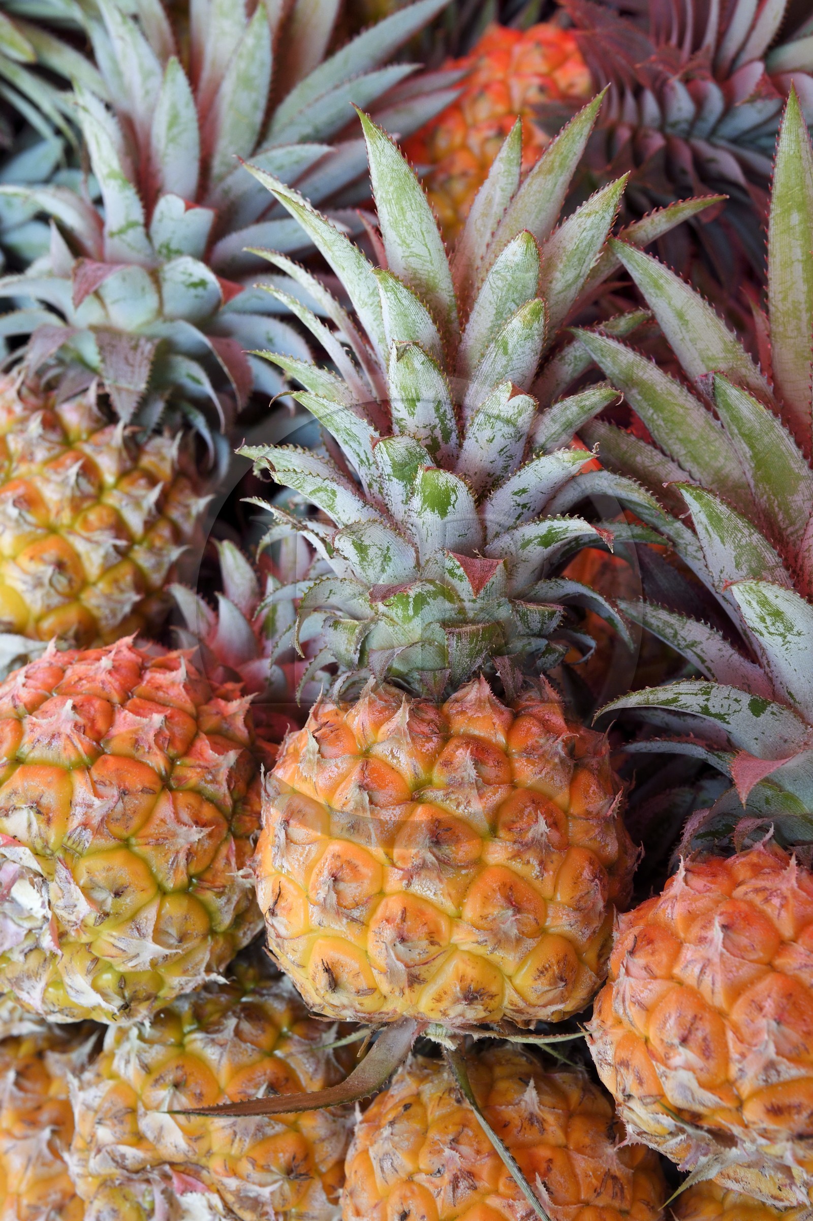 France, Reunion island (French overseas department), Le Tampon, sale of Victoria pineapples