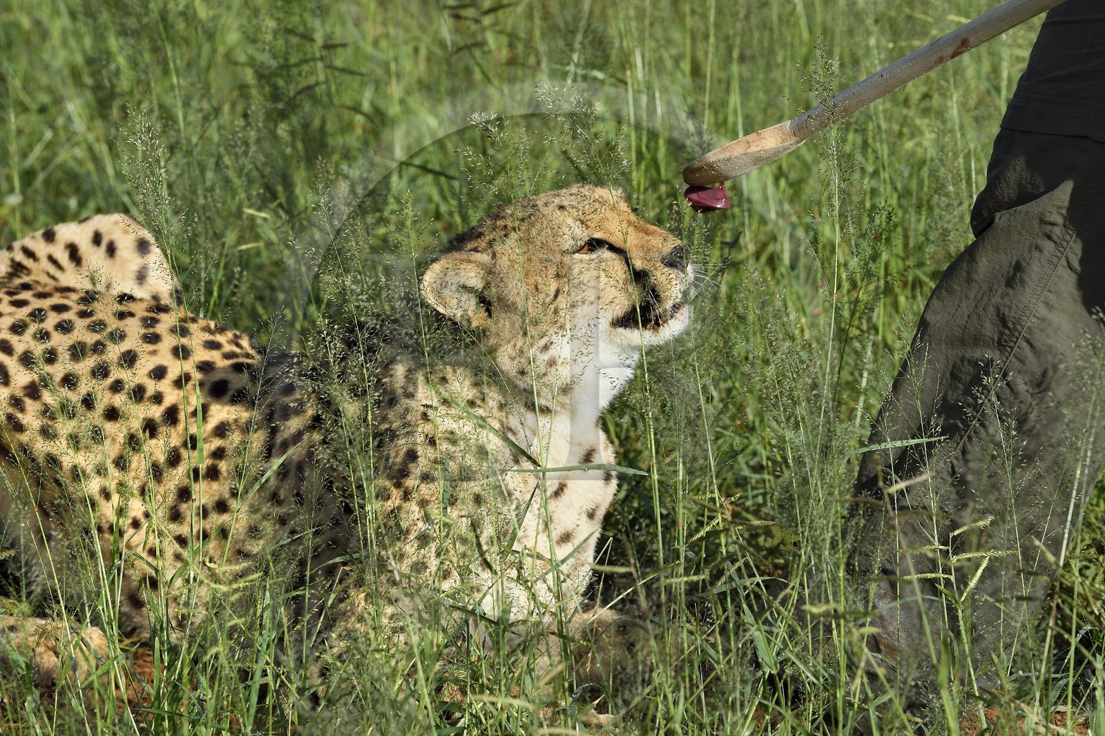 Namibie, Otjiwarongo, Cheetah Conservation Fund, centre de recherche et d'éducation, guépard (Acinonyx jubatus), récompense donnée en échange du leurre que le guépard a chassé, l'exercice a pour but de le garder en forme