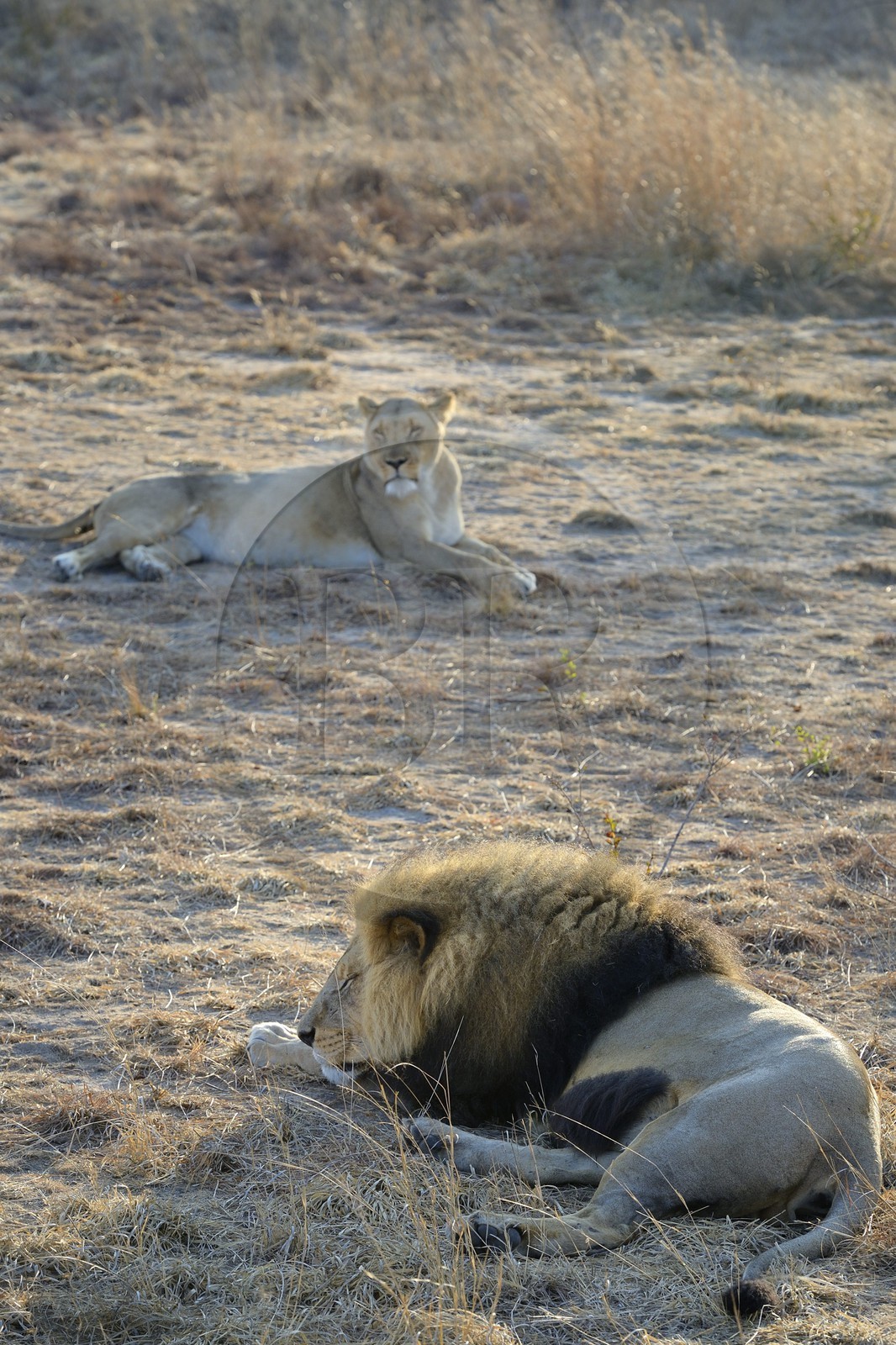 Zimbabwe, province des Midlands, Gweru, Antelope Park qui abrite ALERT (African Lion and Environmental Research Trust), lion (panthera leo) en zone 2, une des quatre femelles adultes et le mâle qui ont enfantés les lions qui seront relachés en clan dans un parc national pour le repeupler
