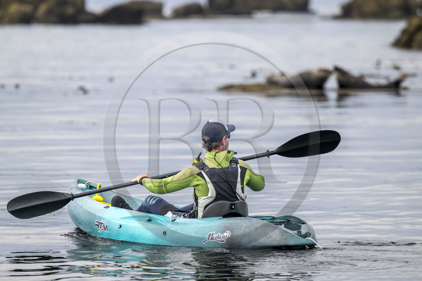 France, Finistère (29), Penmarch, archipel des Étocs, sortie en kayak du Centre nautique du Guilvinec à la découverte du phoque gris (halichoerus grypus) dans les rochers à marée basse