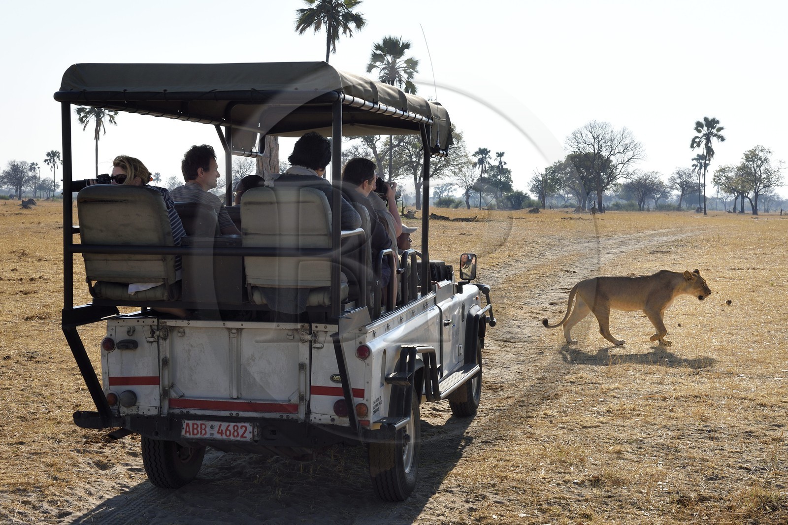 Zimbabwe, province de Matabeleland septentrional, parc national Hwange, touristes en 4x4 observant un lion (Panthera leo)