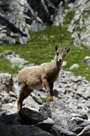France, Alpes-Maritimes (06), parc national du Mercantour, vallée de la Valmasque, jeune étagne, bouquetin (Capra ibex) femelle des Alpes