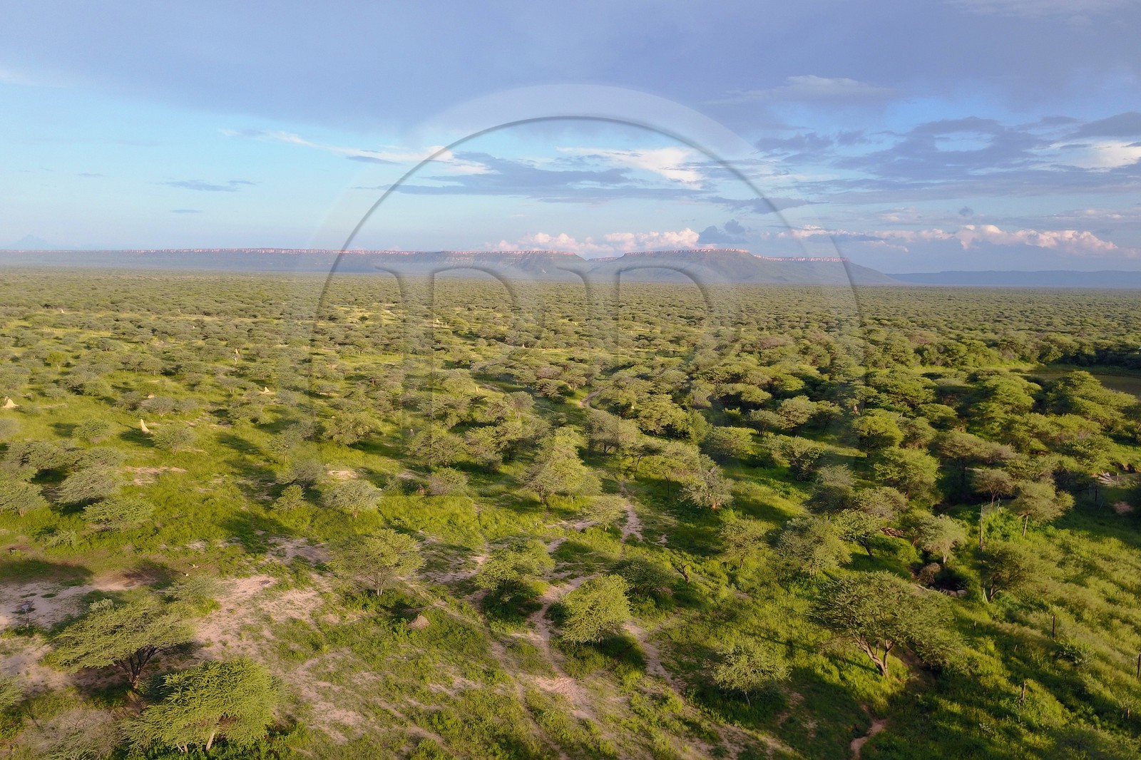 Namibie, Otjiwarongo, le bush autour du Cheetah Conservation Fund (vue a