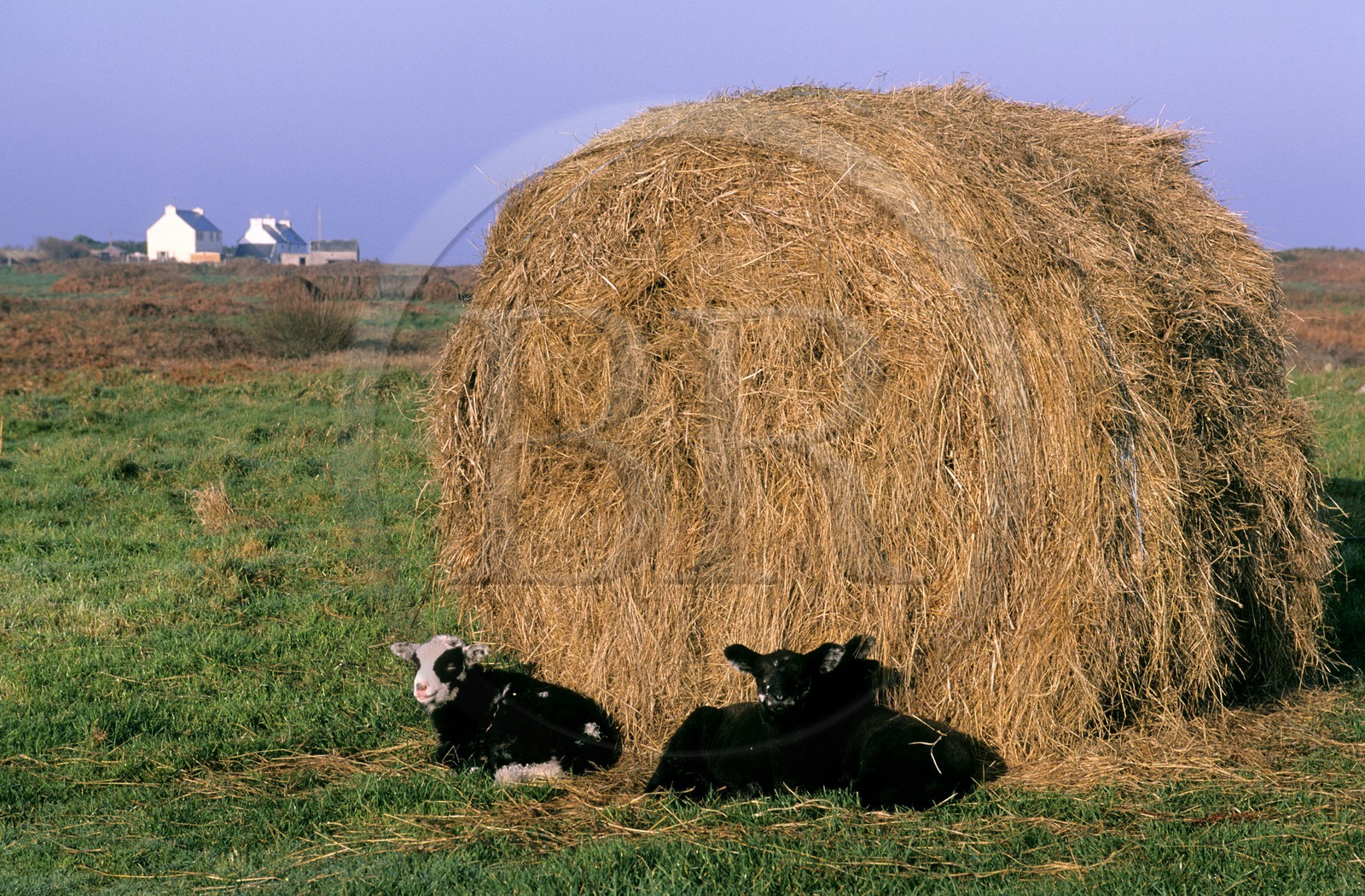 France, Finistère (29), île d'Ouessant, jeunes moutons à Keranchas