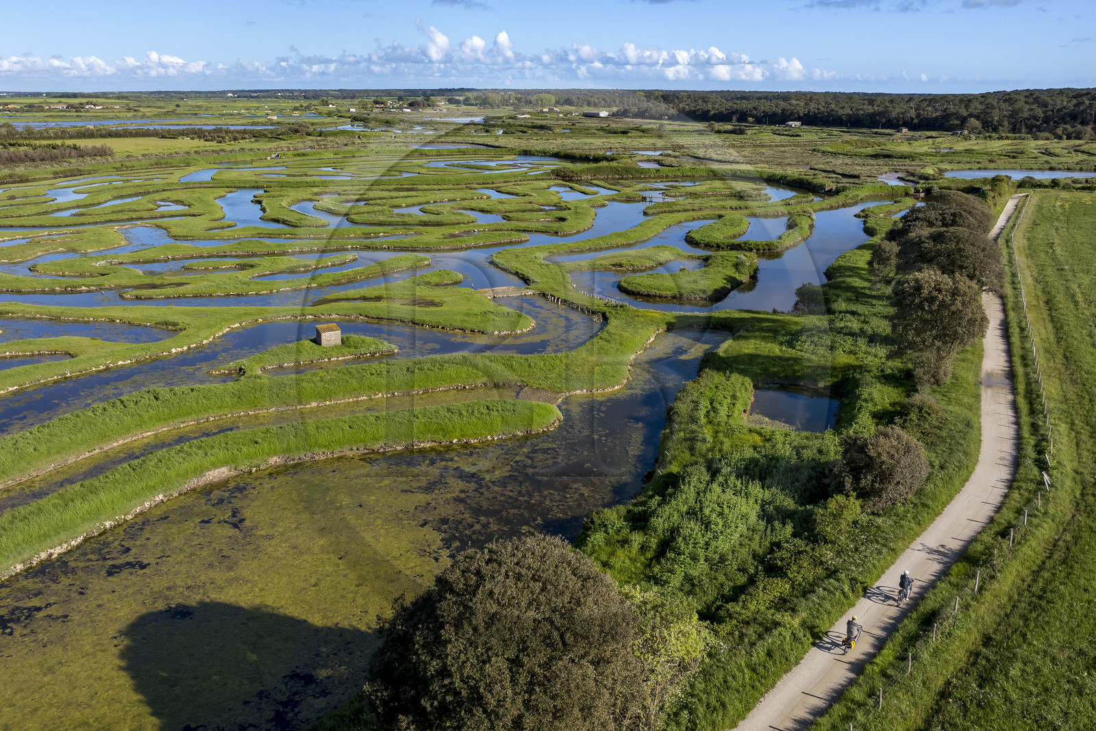 France, Vendée (85), Talmont-Saint-Hilaire, marais de la Guittière dans l'arrière pays de la Pointe du Payré, cycliste sur la piste de la véloroute Vendée Vélo Tour et Vélodyssée au passage du Cul d’Ane, marais aménagés pour la pisciculture de dorades, mulets et anguilles (vue aérienne)