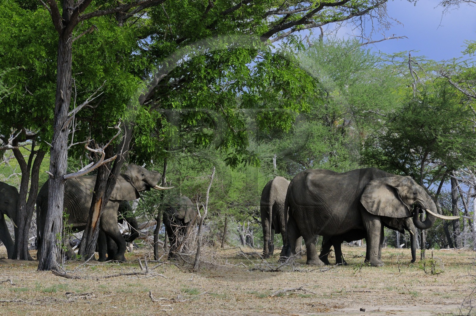 Tanzanie, Reserve de gibier de Selous une des plus grandes zones protégées au monde et inscrite sur la liste du patrimoine mondial de l’Unesco depuis 1982, Éléphant de savane d'Afrique (Loxodonta africana)