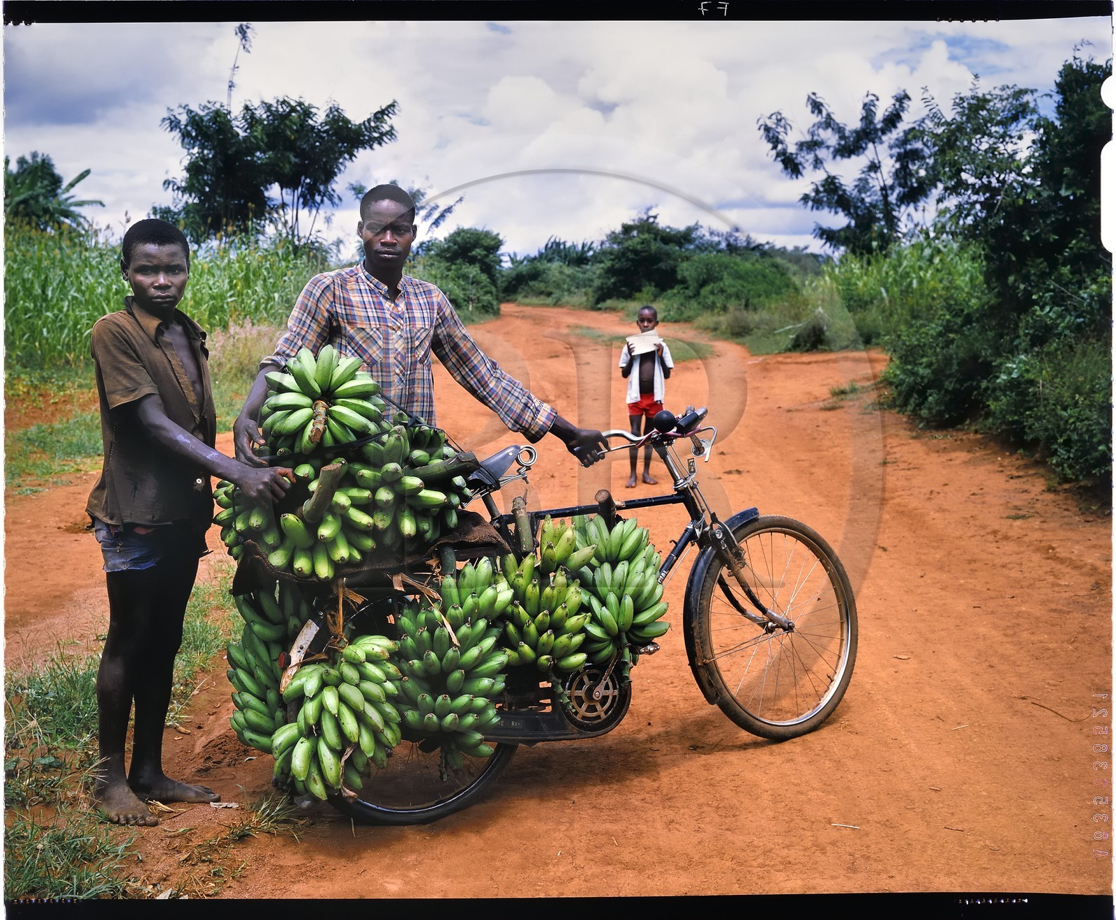 Burundi, Muramvya Province, Hutu banana carriers on bike, there is a significant banana trade and to transport them from the highlands to Bujumbura, they charge them (it often reaches the hundred kilos) on archaic bicycle with almost nonexistent brakes and they go down a more then100km road of very steep incline, they are called the kamikazes (4x5 reversal film reproduction)